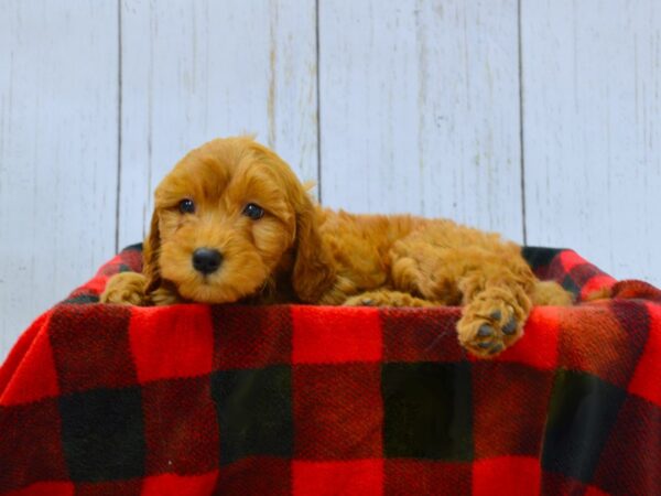 F2 MINI GOLDENDOODLE DOG Female Red 21004 Petland Fort Myers, Florida