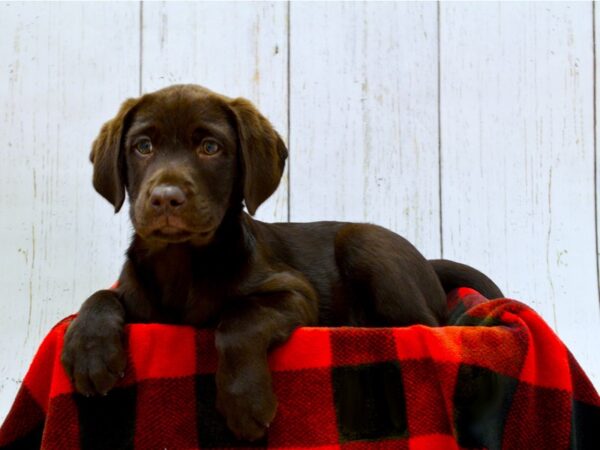 Labrador Retriever DOG Female Chocolate 21005 Petland Fort Myers, Florida