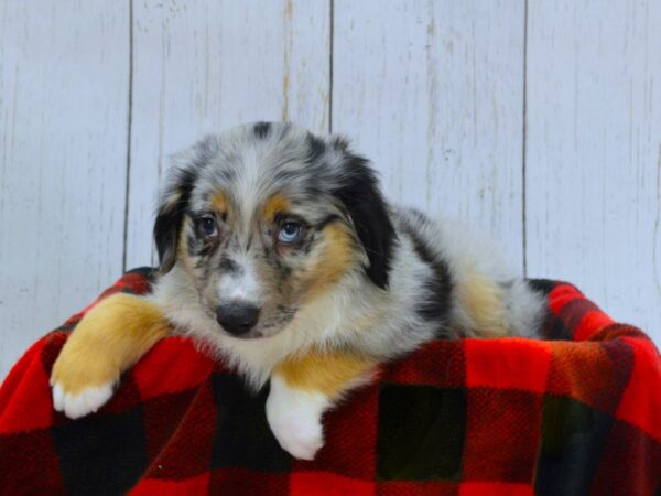 Miniature Australian Shepherd DOG Male merle 21007 Petland Fort Myers, Florida