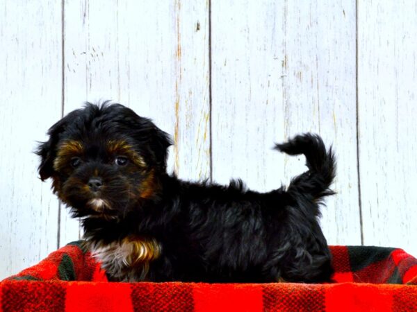 Shorkie DOG Female BLACK TAN 21008 Petland Fort Myers, Florida