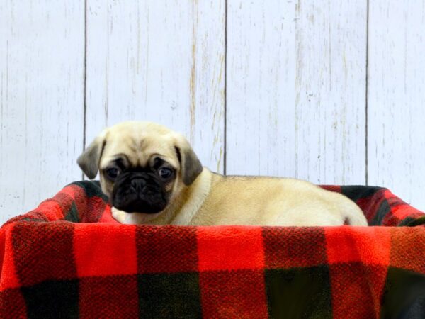 Pug DOG Male FAWN 21011 Petland Fort Myers, Florida