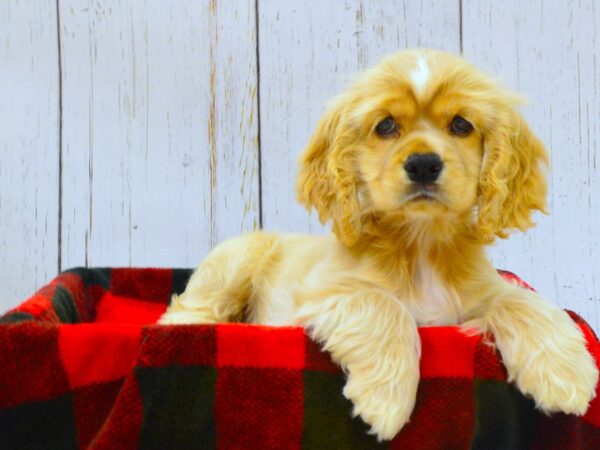 Cocker Spaniel DOG Male Buff 21012 Petland Fort Myers, Florida