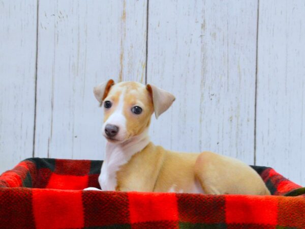 Italian Greyhound DOG Female BL FN 21013 Petland Fort Myers, Florida