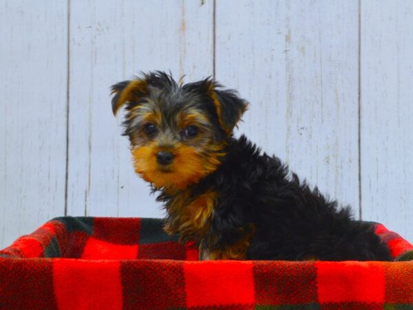 Yorkshire Terrier DOG Female Black & Tan 21014 Petland Fort Myers, Florida