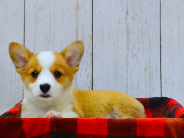 Pembroke Welsh Corgi DOG Female Red & White 21015 Petland Fort Myers, Florida