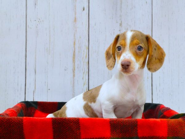 Dachshund DOG Male Chocolate & Tan, Dapple, Piebald 21016 Petland Fort Myers, Florida