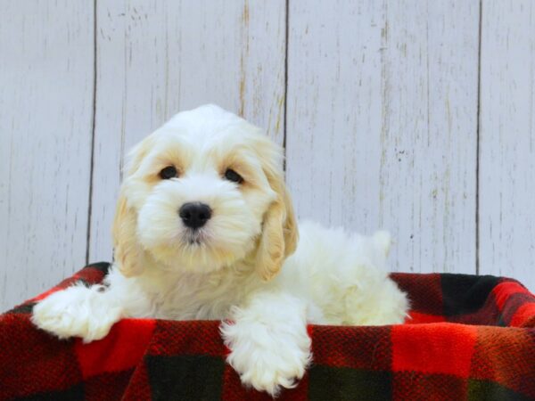 Cockapoo-DOG-Male-Gold & White-21017-Petland Fort Myers, Florida