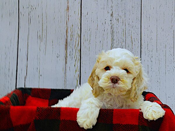 Cockapoo DOG Female Gold & White 21018 Petland Fort Myers, Florida