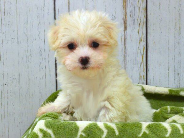 Maltese DOG Female WH 21030 Petland Fort Myers, Florida