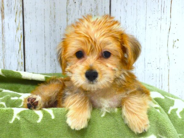 Morkie-DOG-Male-BLK TAN-21029-Petland Fort Myers, Florida