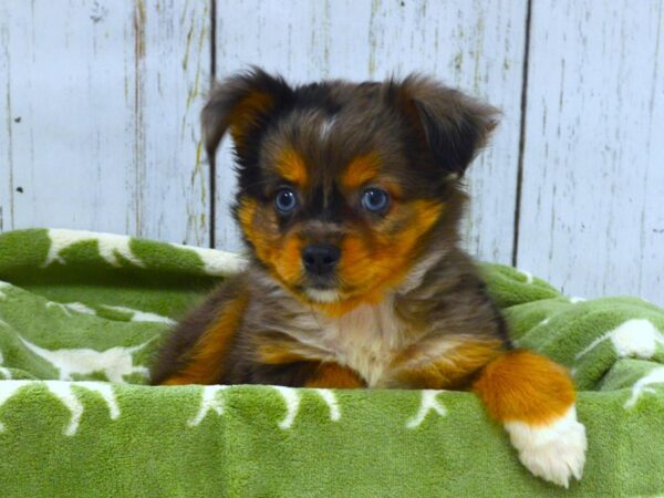 Australian Shepherd DOG Female Blue Merle 21022 Petland Fort Myers, Florida