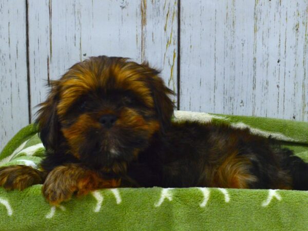 Lhasa Apso DOG Male Gold 21023 Petland Fort Myers, Florida