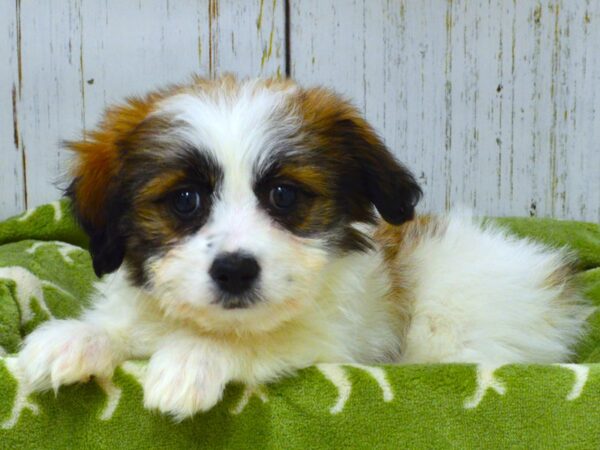 Havanese DOG Female BROWN WH 21024 Petland Fort Myers, Florida