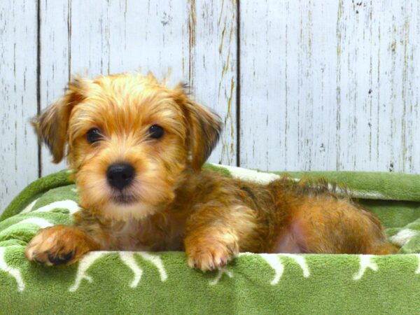 Morkie DOG Male BIEGE 21026 Petland Fort Myers, Florida