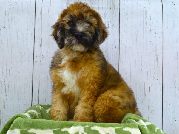 Saint Bernard x Poodle-DOG-Male-Sable-21050-Petland Fort Myers, Florida