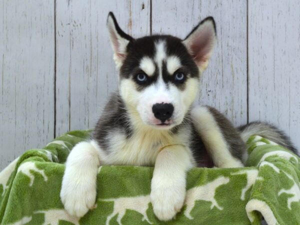 Siberian Husky DOG Male Black & White 21048 Petland Fort Myers, Florida