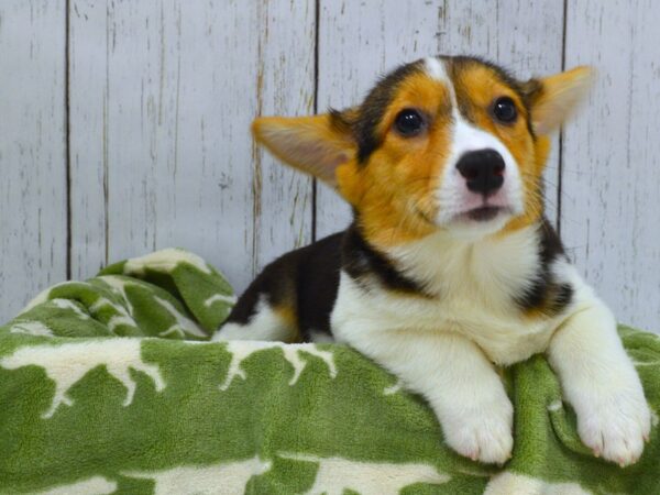 Pembroke Welsh Corgi DOG Female Tri-Colored 21046 Petland Fort Myers, Florida