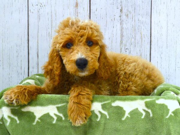 Goldendoodle DOG Male Cream 21043 Petland Fort Myers, Florida