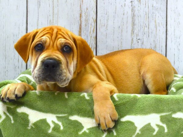 Cocker Spaniel / Shar Pei DOG Male Apricot 21041 Petland Fort Myers, Florida