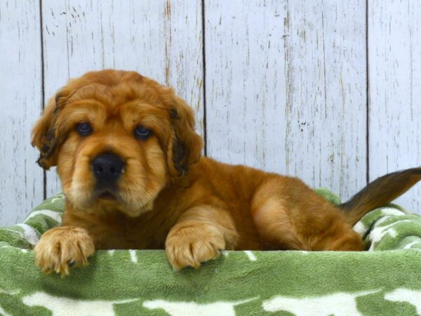 Cocker Spaniel / Shar Pei DOG Male Apricot 21040 Petland Fort Myers, Florida