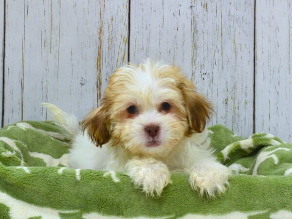 Teddy Bear DOG Female CHOC WHITE 21039 Petland Fort Myers, Florida