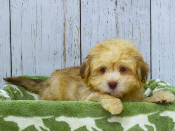 Teddy Bear DOG Male CHOC WHITE 21038 Petland Fort Myers, Florida