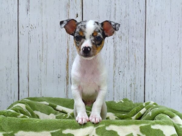 Chihuahua DOG Male BLK TAN 21037 Petland Fort Myers, Florida