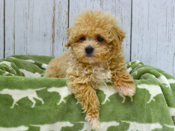 Maltese/Poodle DOG Female APRICOT 21035 Petland Fort Myers, Florida