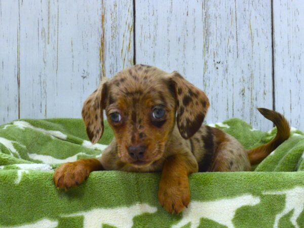 Chihuahua/Dachshund DOG Female DAPPLE 21034 Petland Fort Myers, Florida