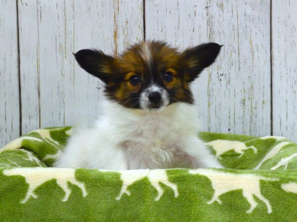 Papillon-DOG-Female-SABLE WH-21027-Petland Fort Myers, Florida