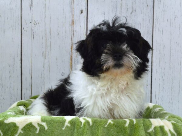 Shih-Poo (Shih Tzu/Poodle) DOG Male Black & White 20985 Petland Fort Myers, Florida