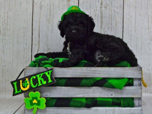 Cocker Spaniel / Poodle-DOG-Male-Black-21054-Petland Fort Myers, Florida