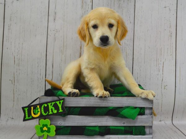 Golden Retriever DOG Female Golden 21051 Petland Fort Myers, Florida