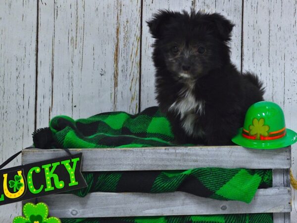 Maltese / Pomeranian DOG Female Black 21055 Petland Fort Myers, Florida