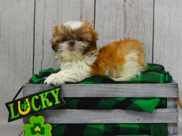 Shih Tzu DOG Male Liver & White 21052 Petland Fort Myers, Florida