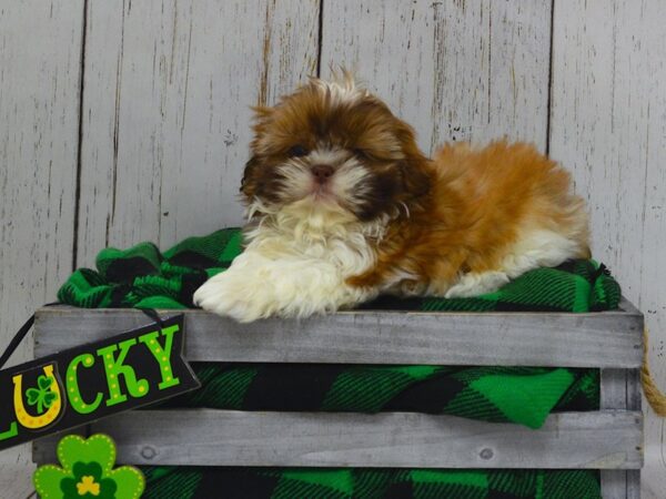 Shih Tzu DOG Female Liver & White 21053 Petland Fort Myers, Florida