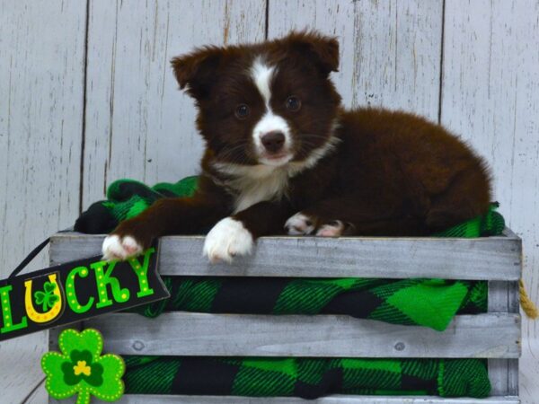 Mini Aussie DOG Male RED TRI 21071 Petland Fort Myers, Florida