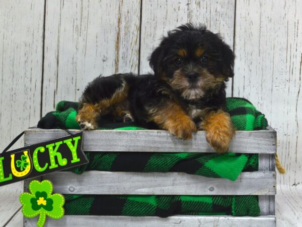 Shorkie DOG Male Black & Tan 21070 Petland Fort Myers, Florida