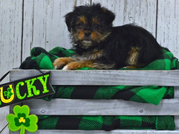 Shorkie DOG Male biege 21069 Petland Fort Myers, Florida