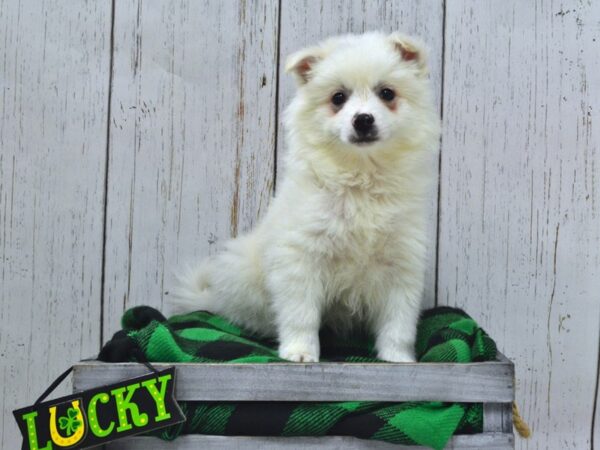 American Eskimo DOG Male WHITE 21067 Petland Fort Myers, Florida