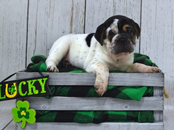 Ori Pei-DOG-Male-black white-21066-Petland Fort Myers, Florida