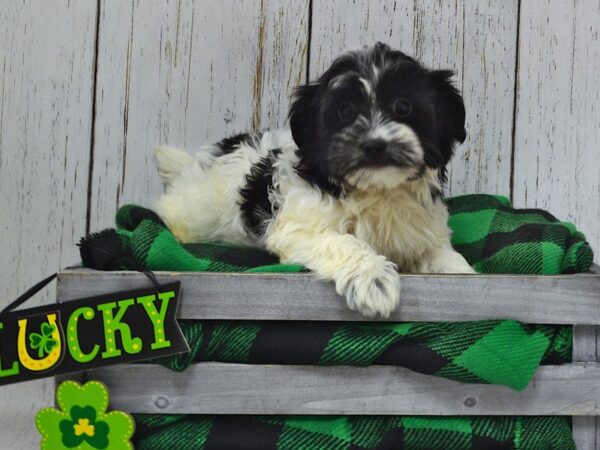 Havanese DOG Female Black & White Parti 21064 Petland Fort Myers, Florida