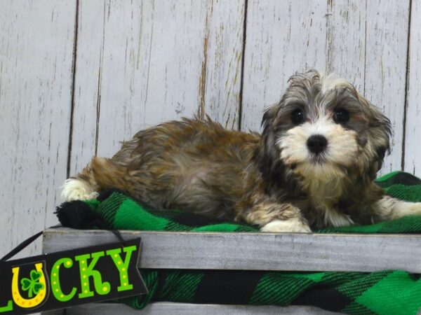 Havanese DOG Male Gold & Sable 21062 Petland Fort Myers, Florida