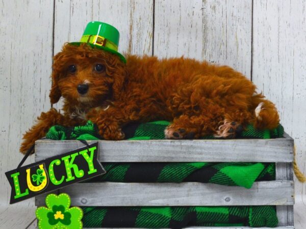 Cavalier King Charles Spaniel / Poodle-DOG-Male-Ruby-21061-Petland Fort Myers, Florida