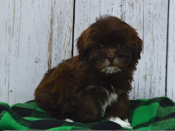 Bichon-Poo/Shih Tzu-DOG-Female-Chocolate-21060-Petland Fort Myers, Florida