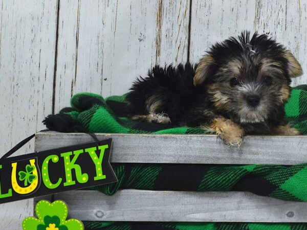 Morkie (Maltese/Yorkshire Terrier) DOG Female Black & Brown 21059 Petland Fort Myers, Florida