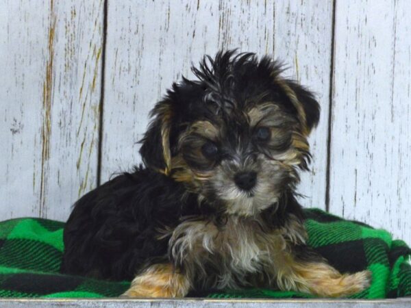 Morkie (Maltese/Yorkshire Terrier) DOG Male Black & Brown 21058 Petland Fort Myers, Florida