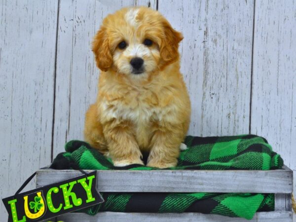 Australian Shepherd/Cavalier King Charles Spaniel-DOG-Male-Cream-21056-Petland Fort Myers, Florida