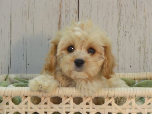 Cava Chon DOG Female BLENHEIM 21102 Petland Fort Myers, Florida