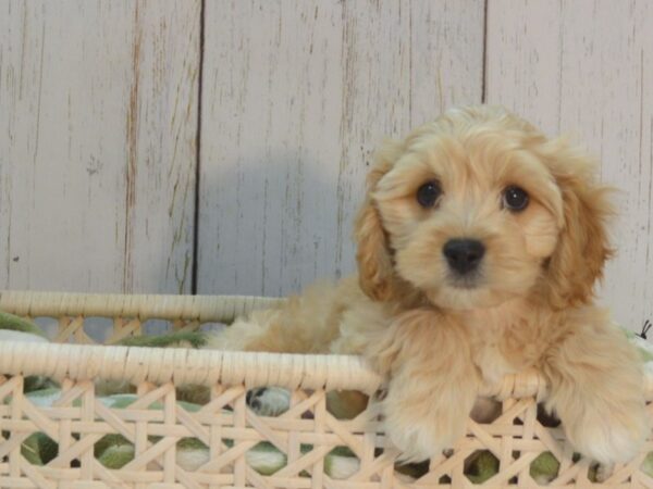 Cava Chon DOG Male BLENHEIM 21098 Petland Fort Myers, Florida